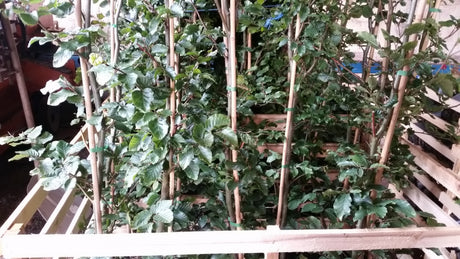 Fagus sylvatica VkG 3; vorbereitet für Versand; ökologisch wertvoll; Einsatzmöglichkeit z.B. : Forstwirtschaft;;ab 2,02 Euro