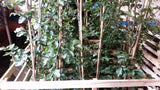Fagus sylvatica Versand; Einsatz: Landschaftsbaudekorativ;;ab 1,34 Euro