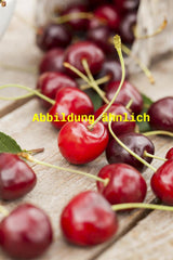 Genaues Foto für Prunus av. 'Namare' folgt; dieses ähnliche Bild dient der Illustration von Süßkirsche 'Namare' 5. KW