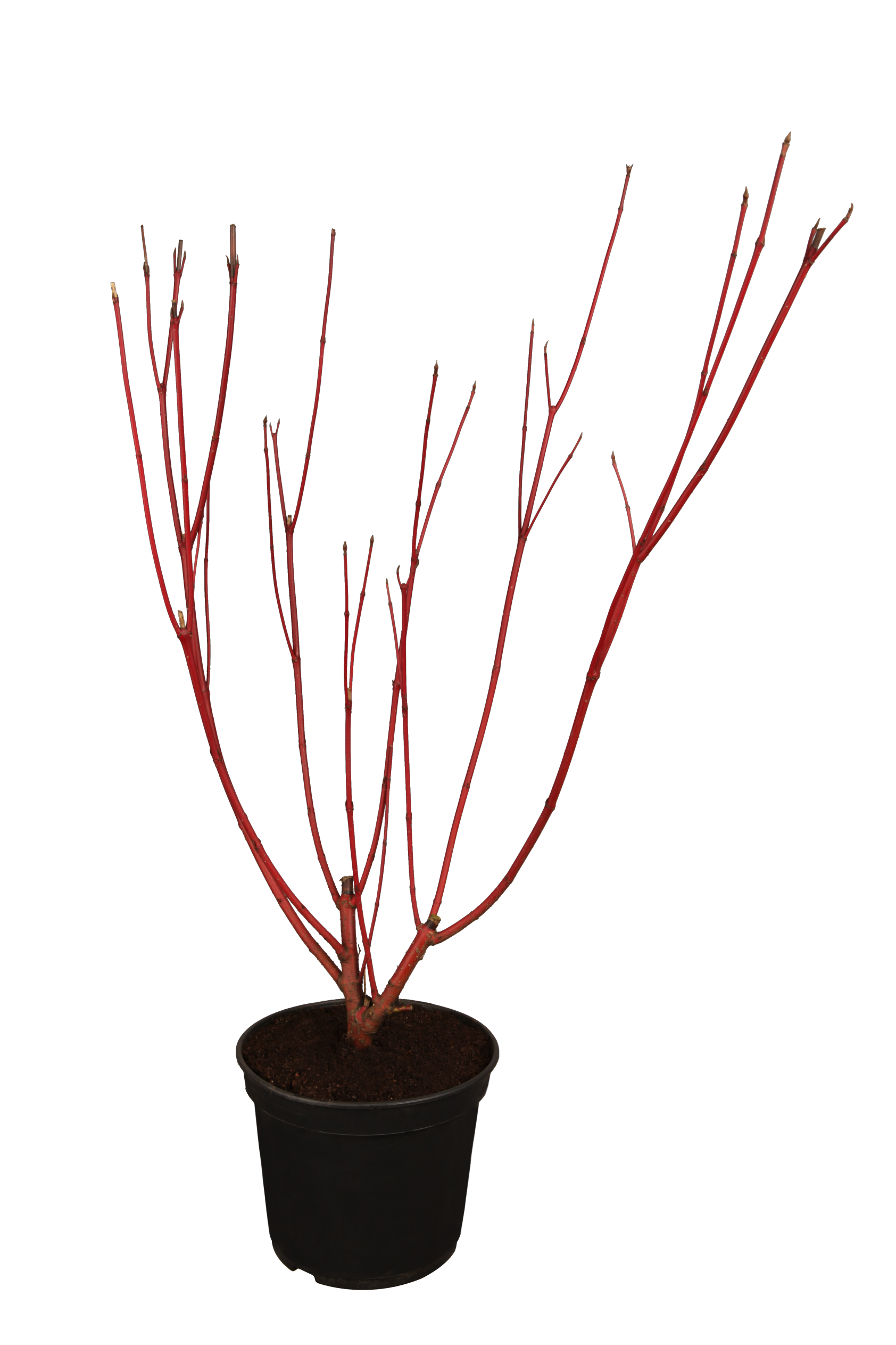 Cornus alba 'Sibirica' (Purpur-Hartriegel)
