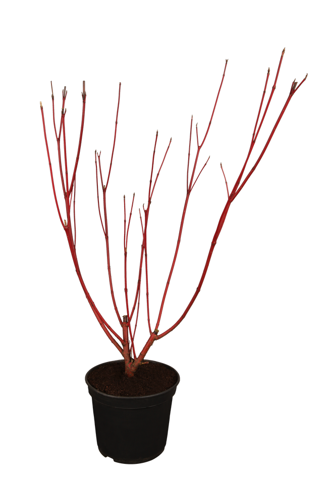 Cornus alba 'Sibirica' Versand, erhältlich von 40-60 bis 200-250 cm; Einsatz: ;;ab 6,30 Euro