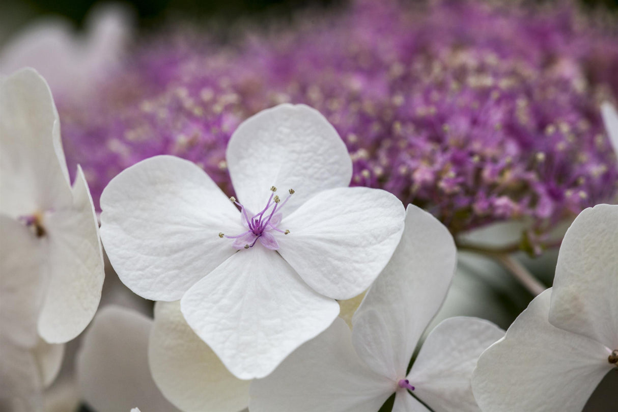 Hydrangea macrophylla 'Teller White' mit Blüte, erhältlich von 40-60 bis 80-100 cm; Einsatz: ;;ab 58,00 Euro