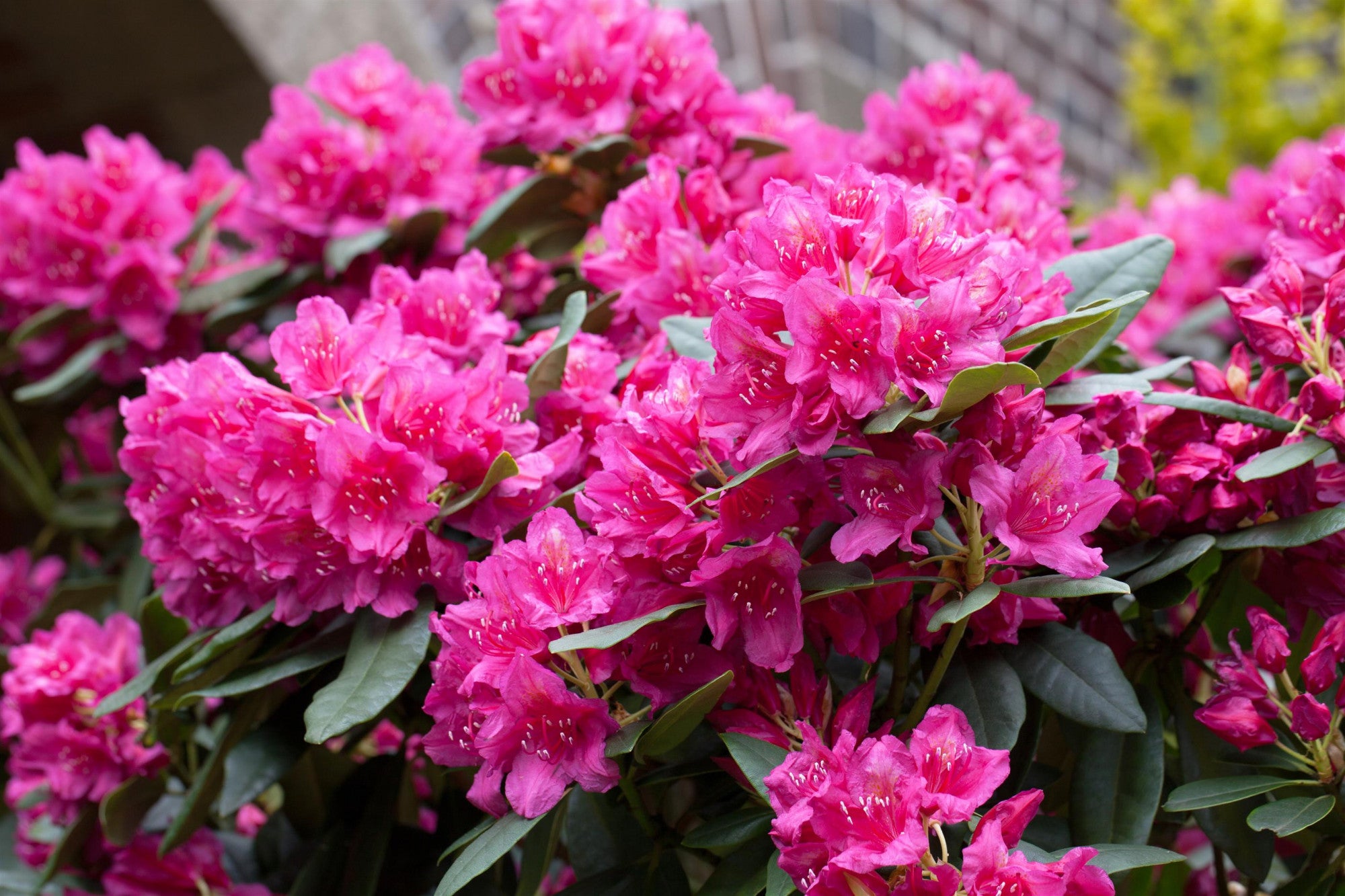 Rhododendron Hybr. 'Dr. H. C. Dresselhuys' (Rhododendron-Hybride 'Dr. H. C. Dresselhuys')