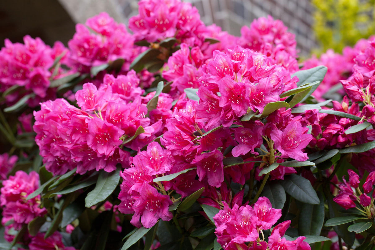 Rhododendron Hybr. 'Dr. H. C. Dresselhuys' mit Blüte, erhältlich von 30-40 bis 90-100 cm; Einsatz: ;;ab 31,20 Euro