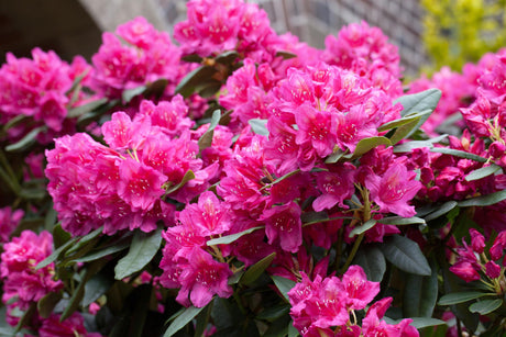 Rhododendron Hybr. 'Dr. H. C. Dresselhuys' mit Blüte, erhältlich von 30-40 bis 90-100 cm; Einsatz: ;;ab 31,20 Euro