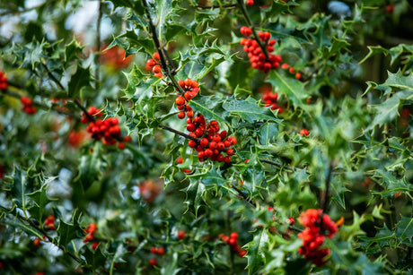 Ilex aquifolium mit Früchten, erhältlich von 40-60 bis 200-225 cm; Einsatz: ;;ab 32,90 Euro