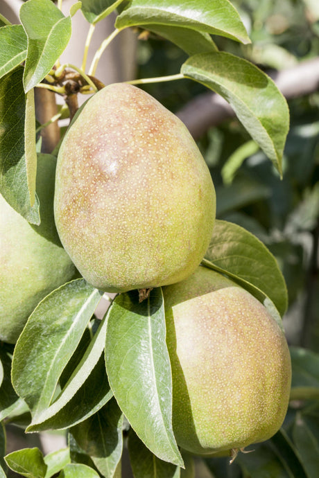 Pyrus com. 'Stuttgarter Geißhirtle' mit Früchten, erhältlich von 150-200 bis 450-650 cm; Einsatz: ;;ab 38,50 Euro