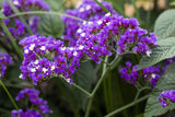 Limonium latifolium; hier mit Blüte; winterhart; Einsatzmöglichkeit z.B. : Steingärten;;ab 0,00 Euro