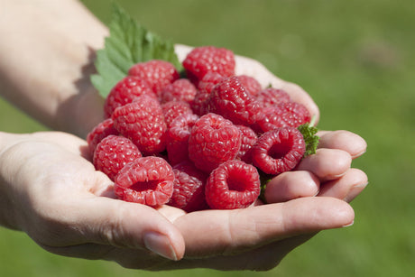 Rubus id. 'Ruflava' mit Früchten; Einsatz: , ;;ab 12,75 Euro