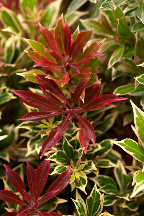 Pieris japonica 'Carnaval' , erhältlich von 20-25 bis 60-80 cm;;ab 17,40 Euro