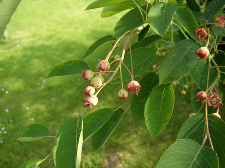 Amelanchier lamarckii; mit Früchten/Fruchtbehang; anspruchslos; Einsatzmöglichkeit z.B. : anspruchslose Pflanze;;ab 5,95 Euro