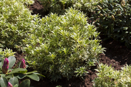 Pieris japonica 'Variegata' als Pflanze im Beet, erhältlich von 15-20 bis 60-80 cm; Einsatz: ;;ab 17,40 Euro