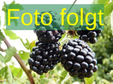 Rubus id. 'Poranna Rosa'; Bild wird ergänzt; winterhart; Einsatzmöglichkeit z.B. : Obstgarten;;ab 28,40 Euro