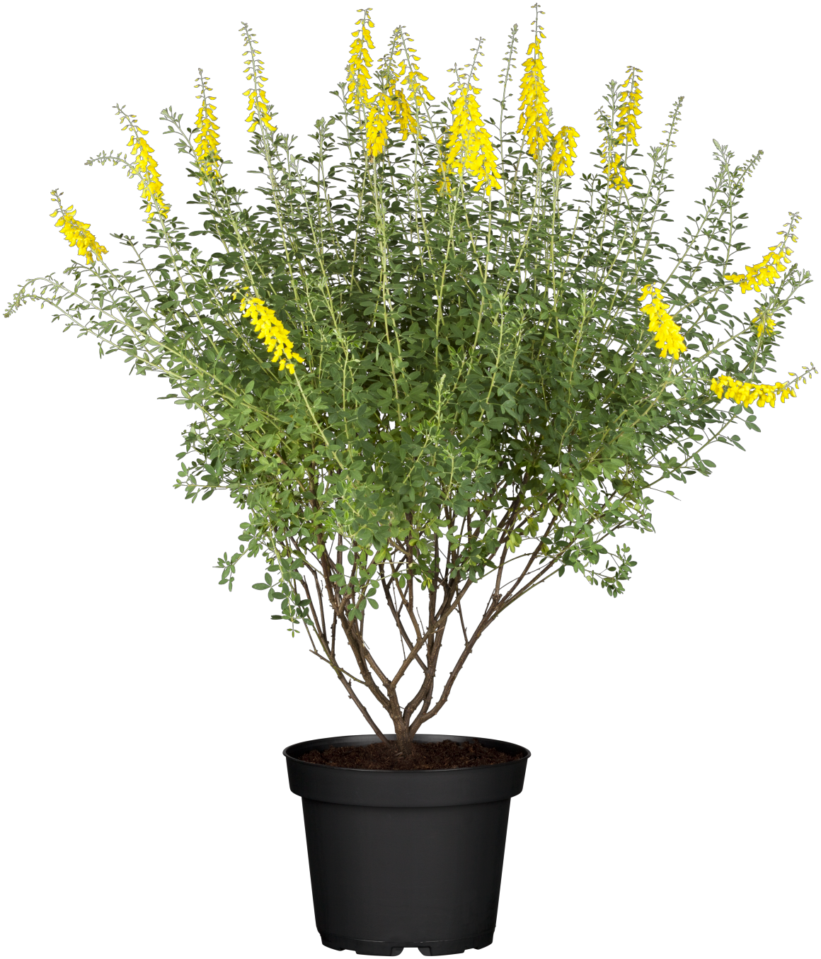 Cytisus nigricans 'Cyni' mit Blüte, erhältlich von 20-30 bis 40-60 cm; Einsatz: ;;ab 10,70 Euro