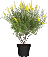 Cytisus nigricans 'Cyni'; hier mit Blüte; sehr frosthart; Einsatzmöglichkeit z.B. : Solitär; verfügbar in 3 Größen und Varianten;;ab 14,55 Euro