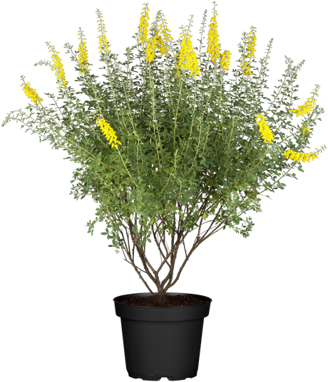 Cytisus nigricans 'Cyni' mit Blüte, erhältlich von 20-30 bis 40-60 cm; Einsatz: ;;ab 10,70 Euro