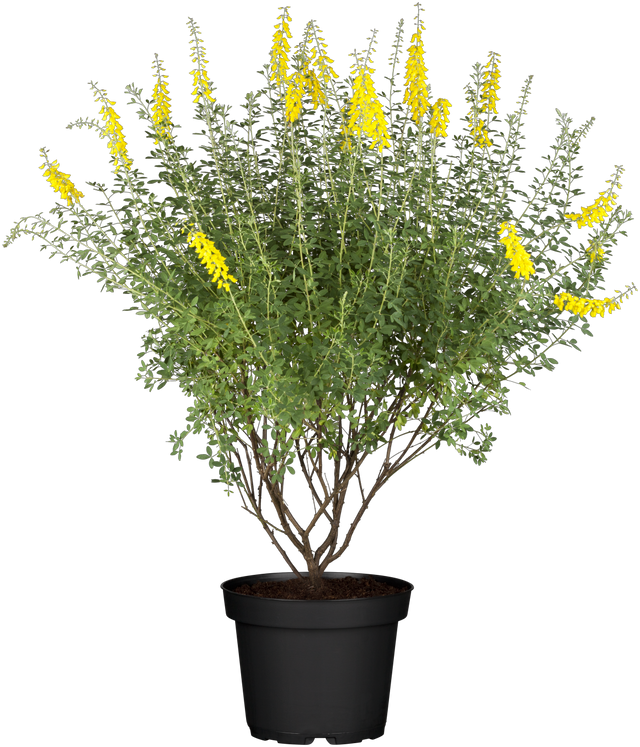 Cytisus nigricans 'Cyni' mit Blüte, erhältlich von 20-30 bis 40-60 cm; Einsatz: ;;ab 10,70 Euro