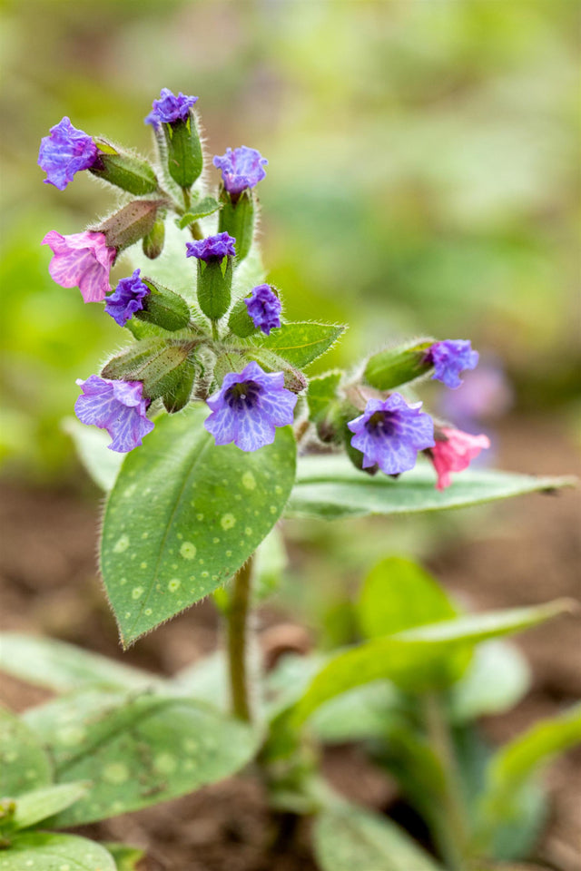 Pulmonaria saccharata 'Trevi Fountain' mit Blüte; Einsatz: ;;ab 5,90 Euro