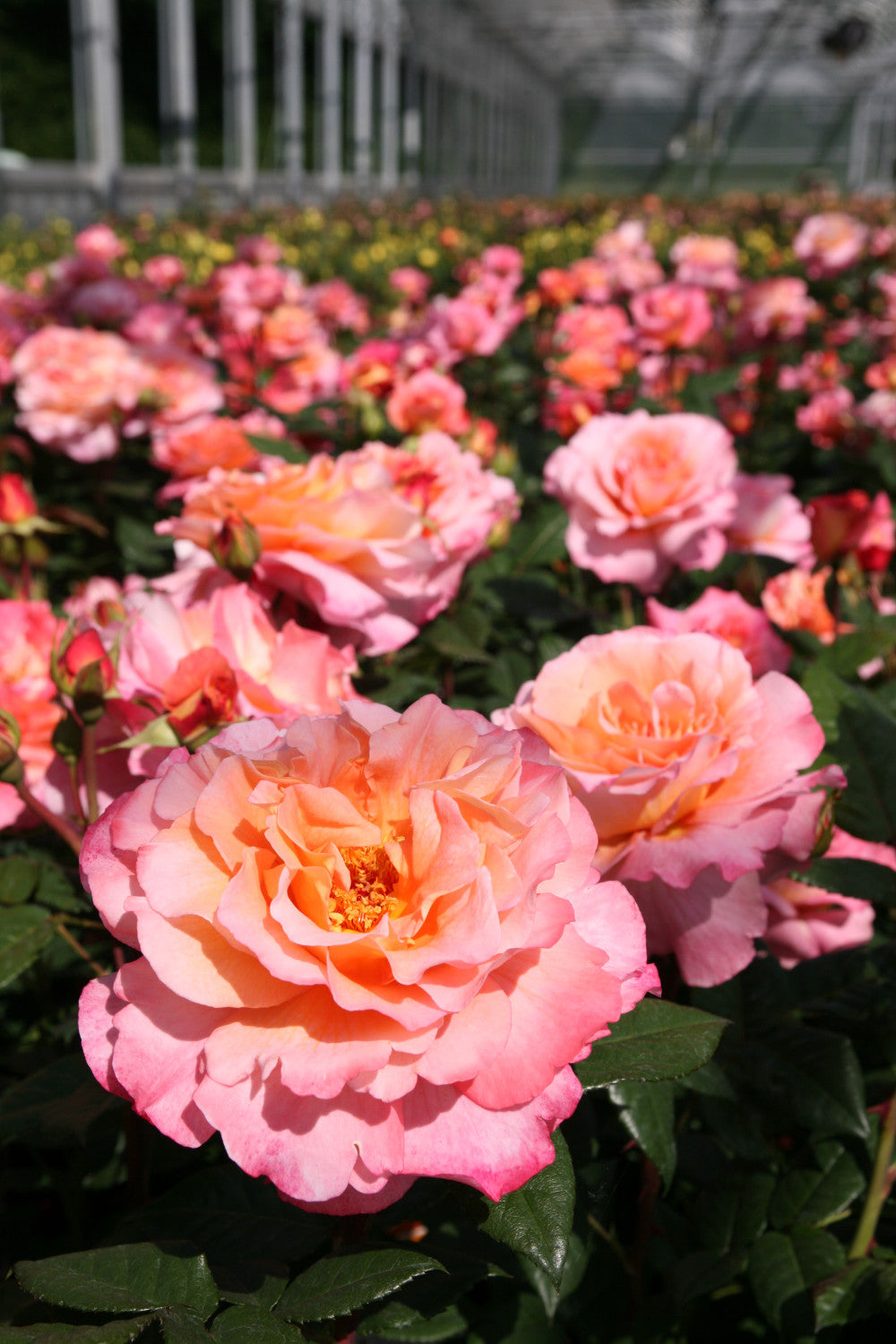 Edelrose 'Augusta Luise' mit Blüte; Einsatz: Einzelstellungwinterhart;;hier kaufen