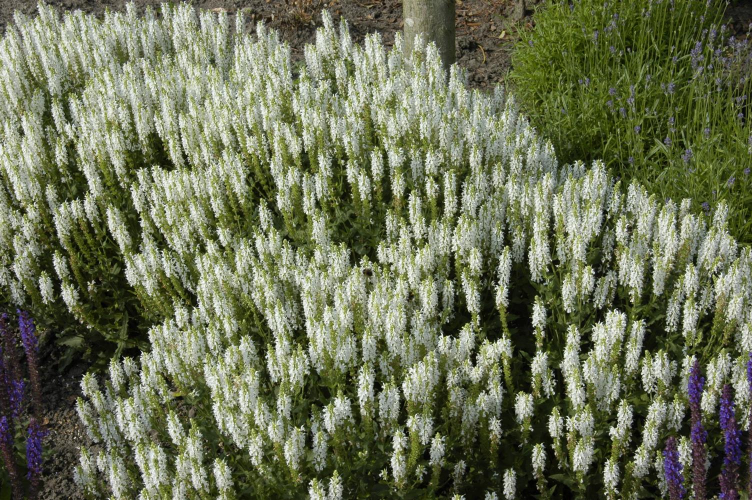 Salvia nemorosa 'Schneehügel' (Garten-Blüten-Salbei)