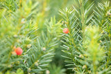 Taxus media 'Hicksii' , erhältlich von 40-50 bis 150-175 cm;;ab 23,90 Euro