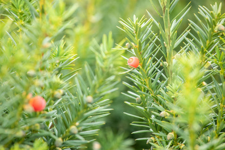 Taxus media 'Hicksii' , erhältlich von 40-50 bis 150-175 cm;;ab 23,90 Euro