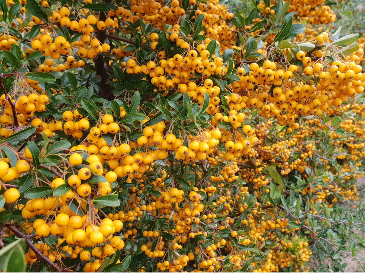 Pyracantha 'Orange Glow' , erhältlich von 40-60 bis 150-175 cm;;ab 16,90 Euro