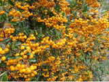 Pyracantha 'Orange Glow' , erhältlich von 40-60 bis 150-175 cm;;ab 16,90 Euro
