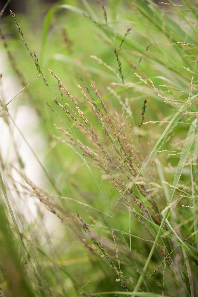 Molinia arundinacea 'Karl Foerster' mit Blüte; Einsatz: ;;ab 4,00 Euro