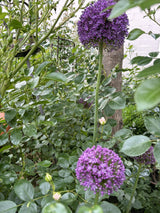 Allium macleanii 'Globemaster'; hier mit Blüte; winterhart; Einsatzmöglichkeit z.B. : Rabatten;;ab 0,00 Euro