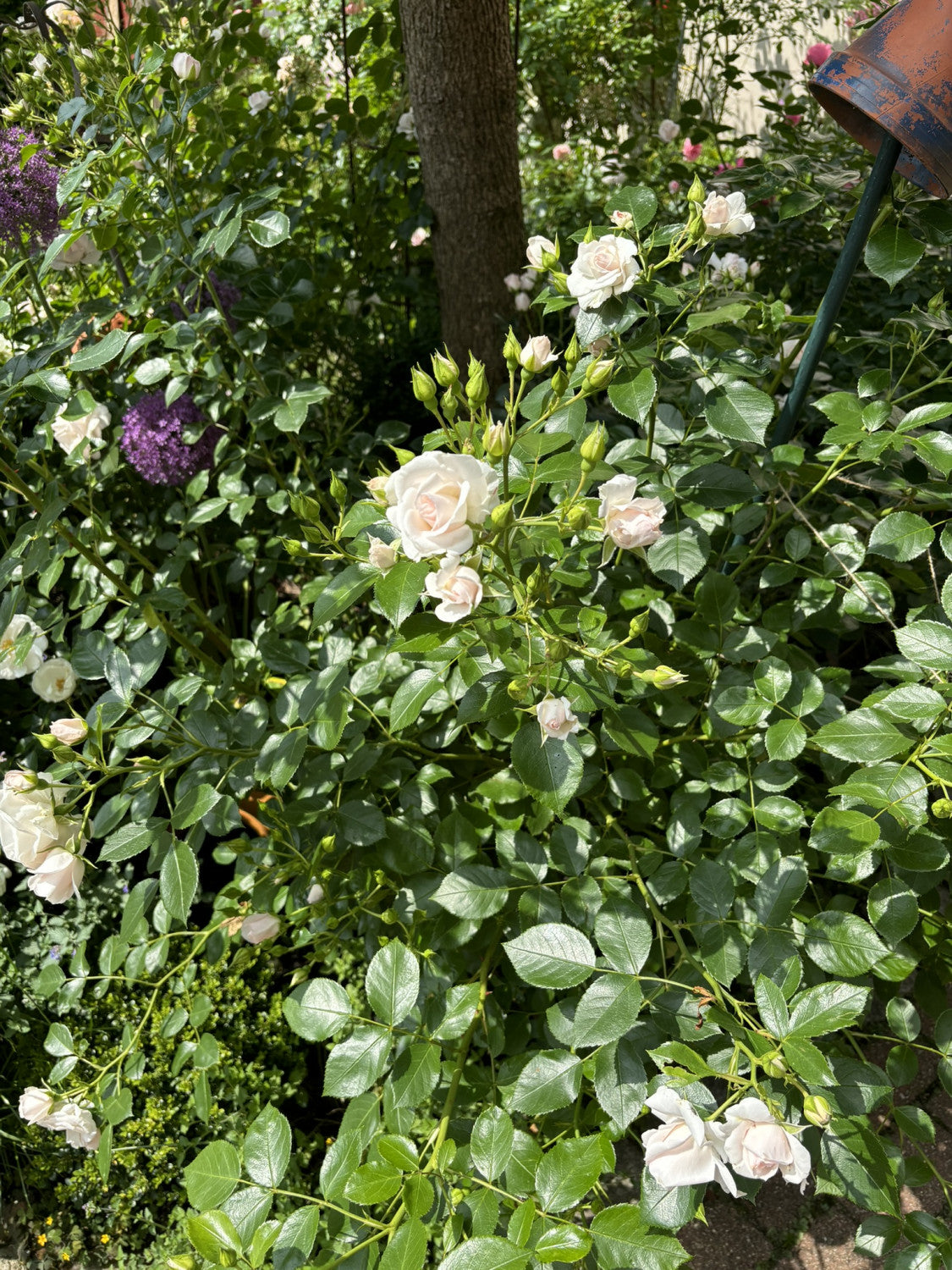 Rosa 'Aspirin-Rose' BDR als Pflanze im Beet; Einsatz: Beeteduftend;;günstig mit Qualität