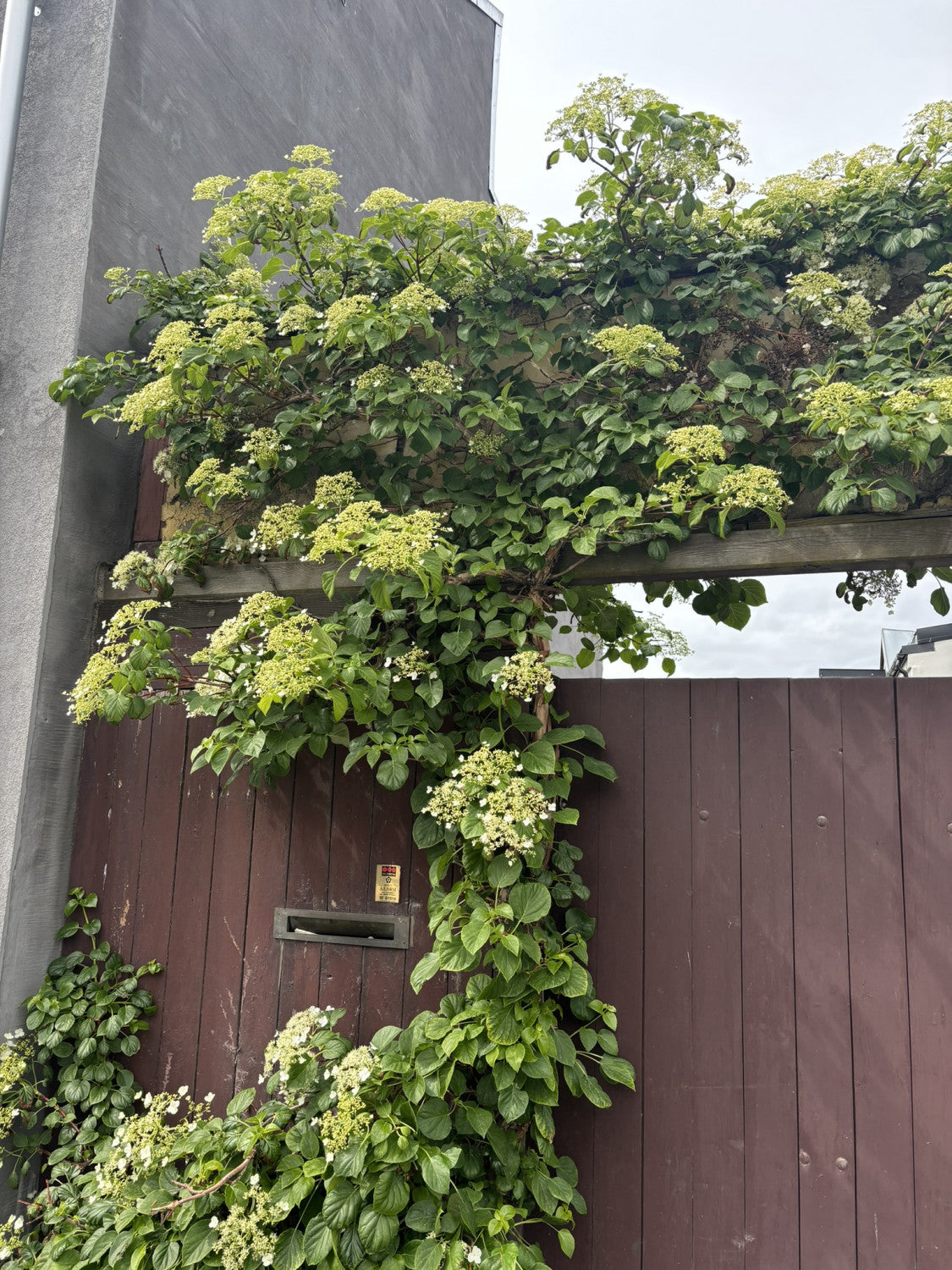 Hydrangea petiolaris , erhältlich von 40-60 bis 80-100 cm;;ab 23,90 Euro