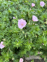 Geranium sang. v. striatum 'Apfelblüte'; schneckensicher (schneckenresistent);;ab 0,00 Euro