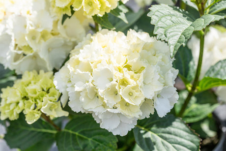 Hydrangea macrophylla 'Schneeball' , erhältlich von 40-60 bis 60-80 cm;;ab 58,00 Euro