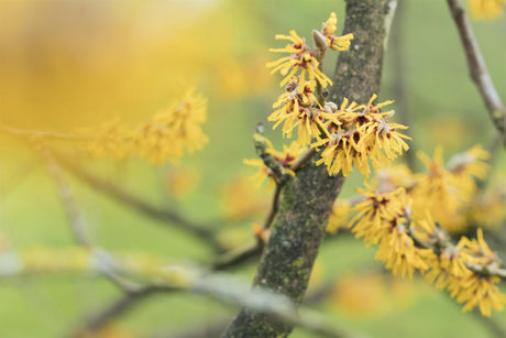 Hamamelis interm. 'Brevipetala' mit Blüte, erhältlich von 40-60 bis 80-100 cm; Einsatz: ;;ab 47,20 Euro
