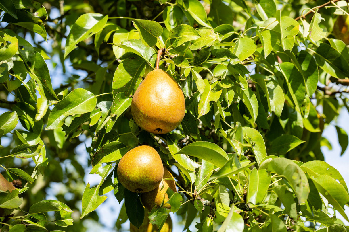 Pyrus com. 'Bosc's Flaschenbirne' mit Früchten, erhältlich von 150-200 bis 450-650 cm; Einsatz: ;;ab 38,50 Euro