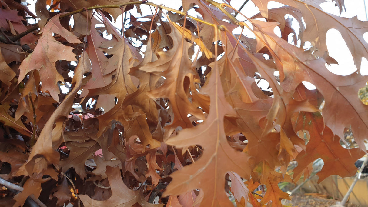 Nordamerikanische Roteiche; hier mit Winterlaub; trockenheitsverträglich; Einsatzmöglichkeit z.B. : Landschaftsbegrünung;;Pflanzen vom Profi