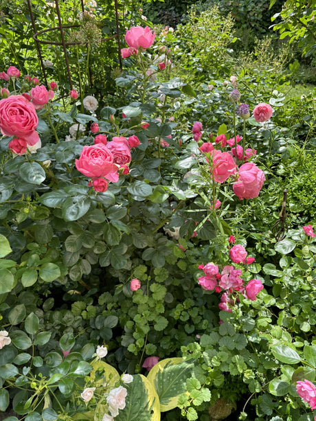 Rosa 'Leonardo da Vinci' BT mit Blüte; Einsatz: ;;ab 9,50 Euro