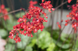 Heuchera sanguinea 'Leuchtkäfer'; winterhart;;ab 0,00 Euro