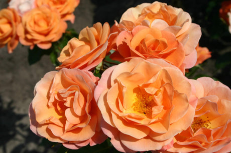 Rosa 'Portoroz' BT mit Blüte; Einsatz: ;;ab 9,50 Euro