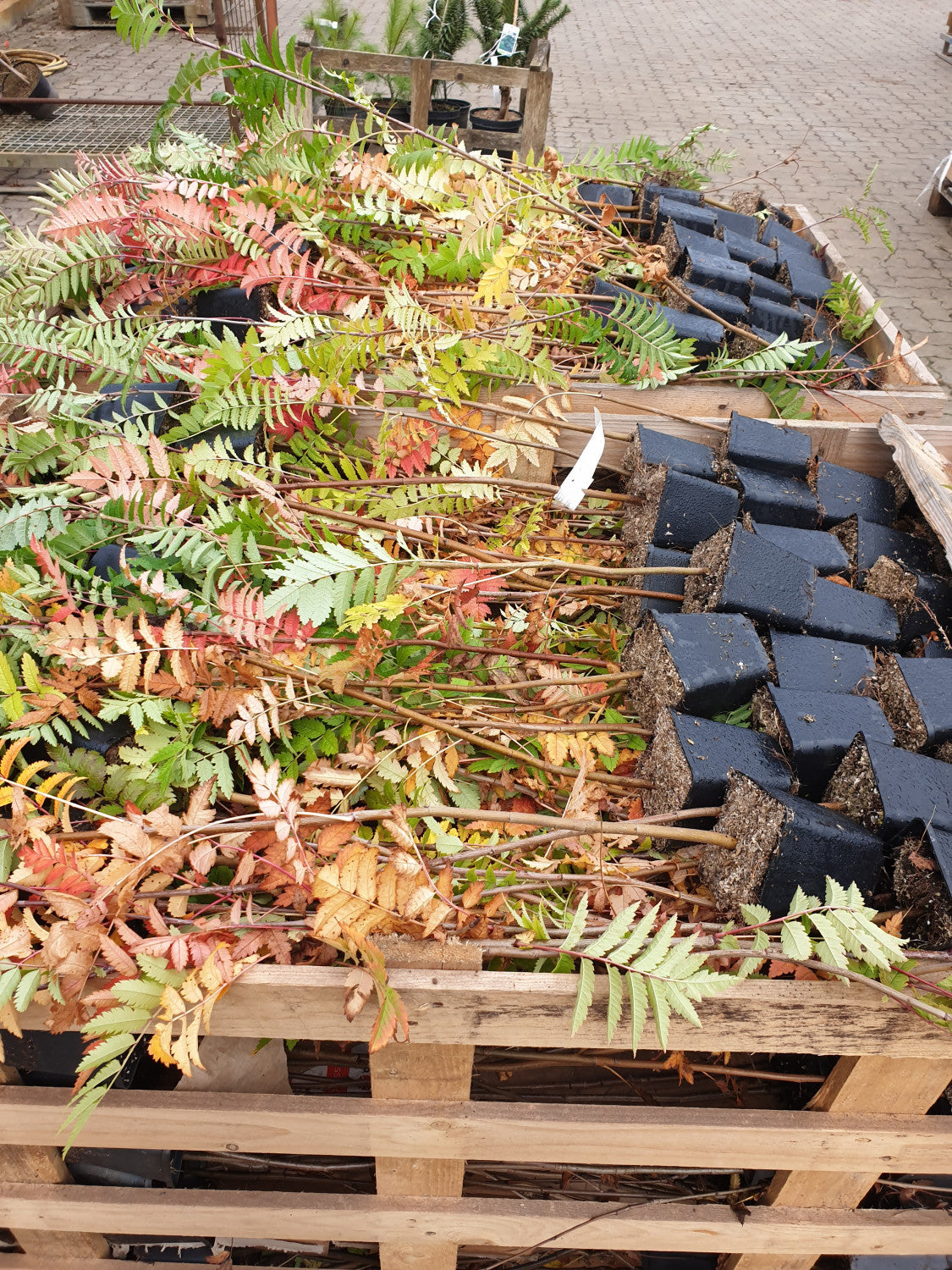 Sorbus aucuparia VkG 3; vorbereitet für Versand; essbare Früchte; Einsatzmöglichkeit z.B. : Solitär;;ab 3,55 Euro