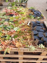 Sorbus aucuparia VkG 3; vorbereitet für Versand; essbare Früchte; Einsatzmöglichkeit z.B. : Solitär;;ab 3,55 Euro