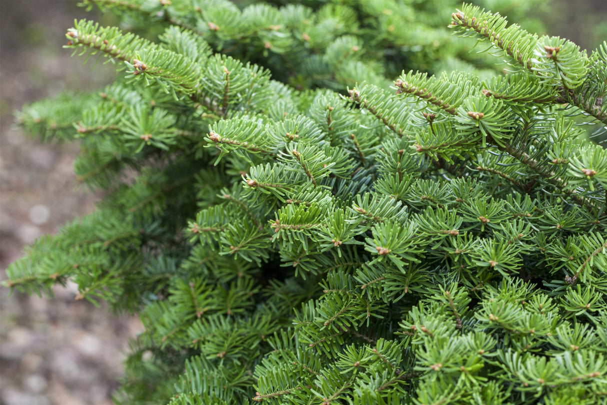 Abies balsamea ;;ab 1,58 Euro