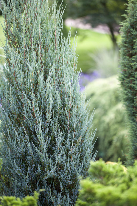 Juniperus scopulorum 'Blue Arrow' , erhältlich von 30-40 bis 200-225 cm;;ab 14,80 Euro