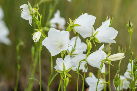 Campanula persicif. 'Grandiflora Alba' mit Blüte; Einsatz: ;;ab 3,30 Euro