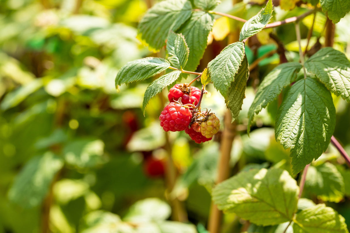 Rubus id. 'Polka' mit Früchten; Einsatz: ;;ab 20,40 Euro