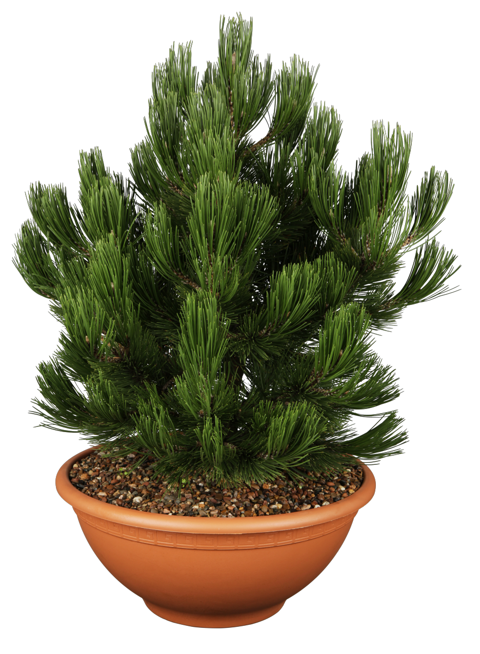 Pinus heldreichii 'Compact Gem' , erhältlich von 25-30 bis 80-100 cm;;ab 40,40 Euro