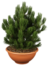 Pinus heldreichii 'Compact Gem'; kompakt; verfügbar in 7 Größen und Varianten;;ab 56,00 Euro