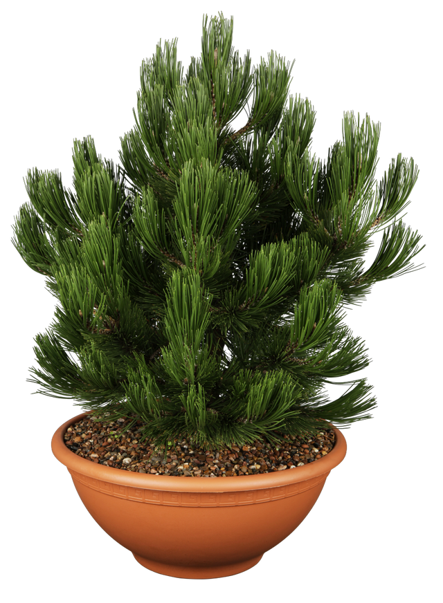 Pinus heldreichii 'Compact Gem' , erhältlich von 25-30 bis 80-100 cm;;ab 40,40 Euro