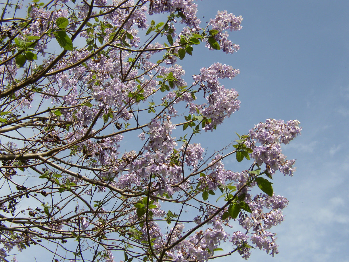 Prinzessinnenbaum mit Blüte; Einsatz: Zierbaumgroße Blätter;;mit zeitnaher Lieferung